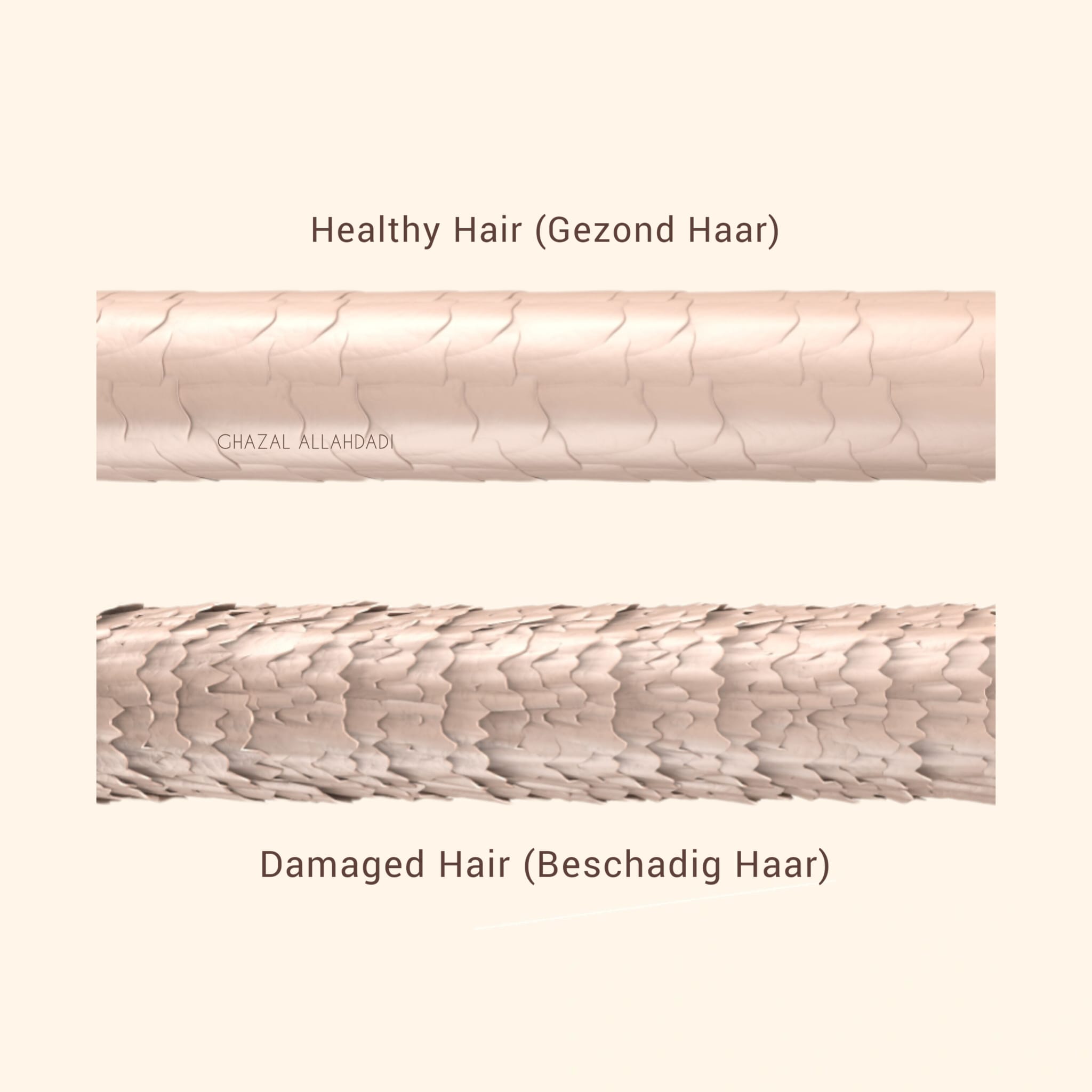 Vergelijking van gezond haar (glad, glanzend) en beschadigd haar (ruwe schubbenlaag)